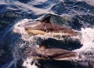 Dolphin spotting